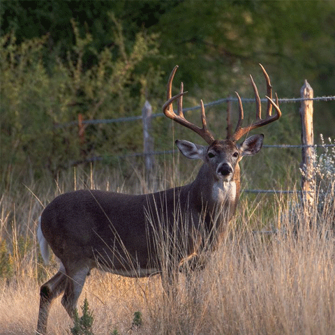 image of a trophy buck