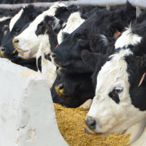 Black-white face cattle eating supplements from a feed bunk. image