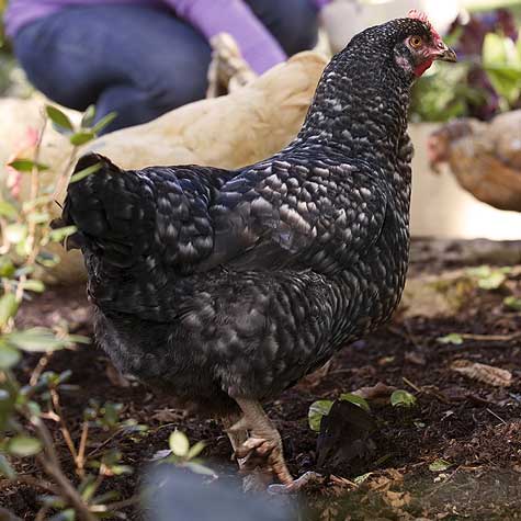 Preparing for Your Backyard Chickens | Purina Animal Nutrition