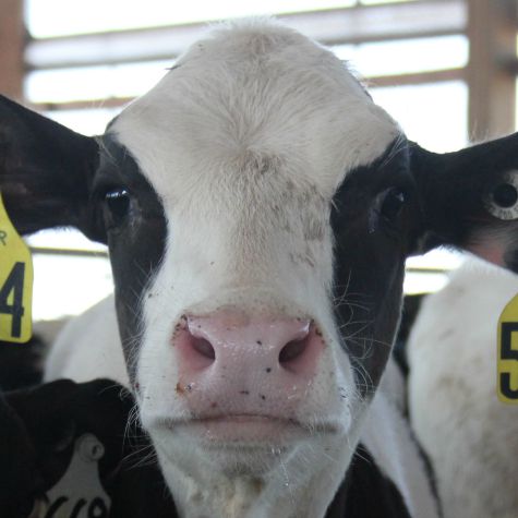 image of a dairy calf in a barn