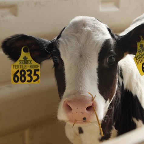 image of a developing dairy calf