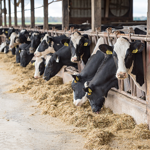 Adult dairy cows eating forage