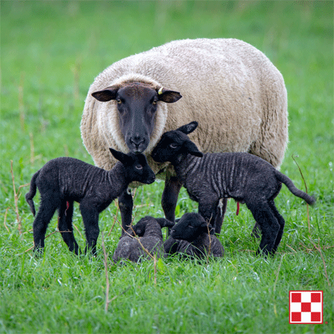 Image of ewe with 4 black lambs