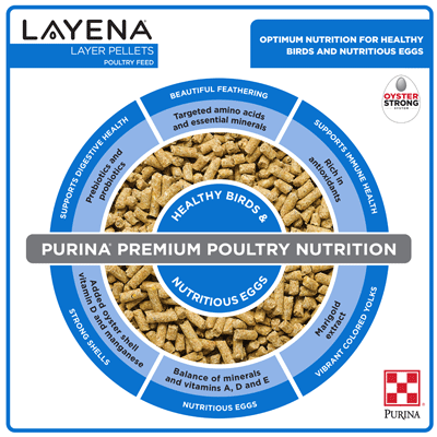 mage of Purina® Layena® poultry feed infographic