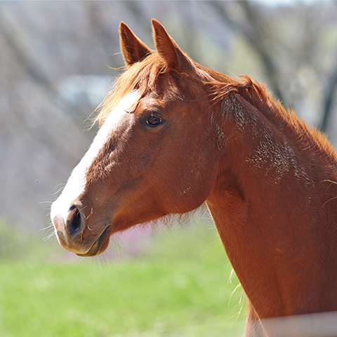 Purina's Horse Feed Finder Tool