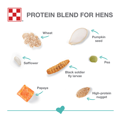 Farm to Flock® Protein Blend Hen Treats Graphic 1