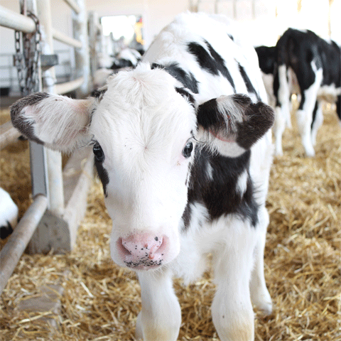 image of a bag of animal feed