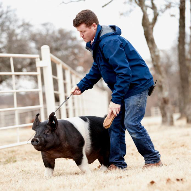 image of Purina Honor Show ambassadors with show animals