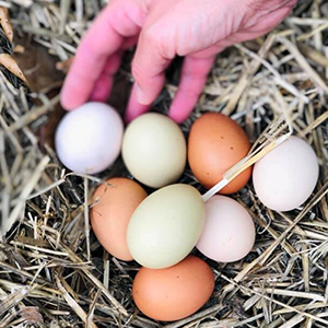 backyard poultry and eggs