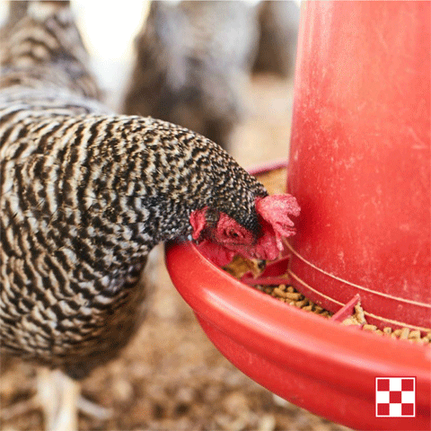 Laying hen eating out of a red feeder. image