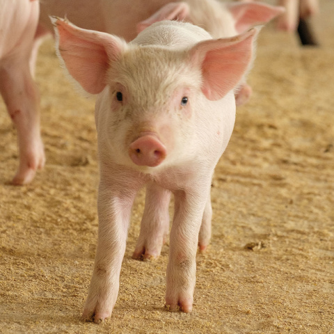 A young pig looking at the camera.