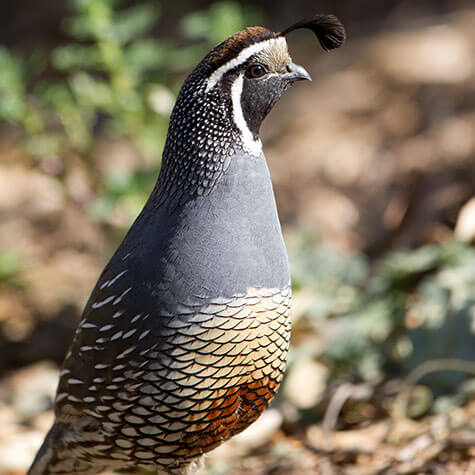 Image of Game Bird Housing