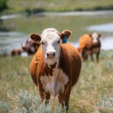 red cow with white face in pasture